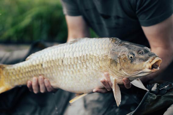 a fisherman holding a carp