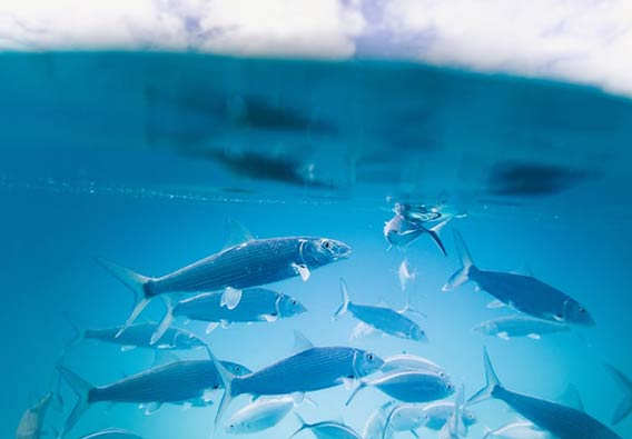 a group of fish in clear water