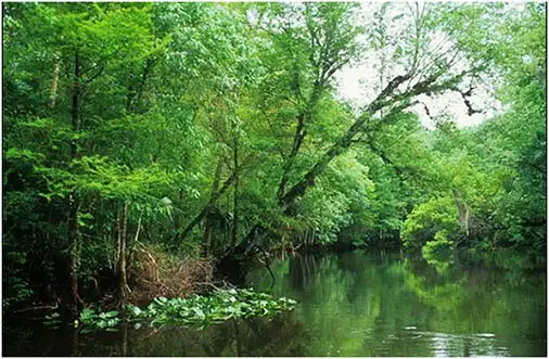 ocklawaha river